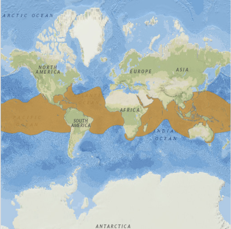Whale-shark-Map