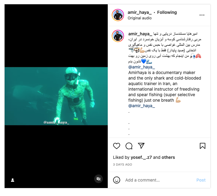 Whale-shark-Amir-Haya-Instagram-Post