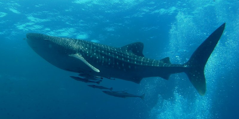 Similan_Dive_Center_-_great_whale_shark